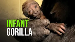 The Wilder Institute/Calgary Zoo Family Has Grown By One Beautiful Baby Western Lowland Gorilla