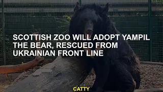 Scottish zoo will adopt Yampil the bear, rescued from Ukrainian front line