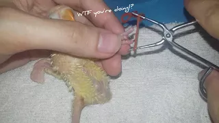 Fixing splayed legs of an african lovebird chick