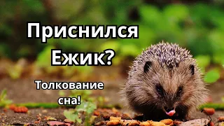 Приснился Ёжик?Что это значит!Толкование сна!