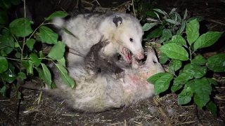 Opossums Fighting