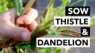 Wild Edibles with Sergei Boutenko: Sow Thistle–Sonchus Spp. & Dandelion–Taraxacum officinale