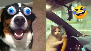 Funniest Cats And Dogs Videos 😁   Best Funny Animal Videos 2024 🥰 Funniest Cats And Dogs Videos 😁