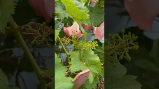 It’s Grape Season!🍇 #floridagardening #growsomefood #gardening #trending #youtubeshorts #fruits