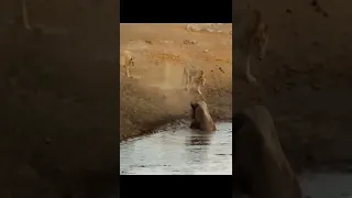 Lions Attack Black Rhino That's Stuck in Mud #2