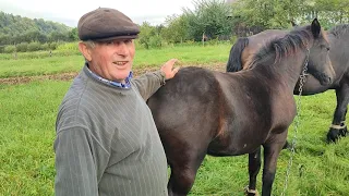 🚙ЗАЇХАЛИ В ГОСТІ ДО ДЯДЬКА ЗЕНОВІЯ🐎🐎🐎/ГАРНИЙ ГОСПОДАР🤠, ГАРНІ КОНІ👍.