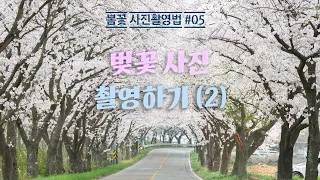 벚꽃 촬영법 2부 (봄꽃사진촬영법 05)