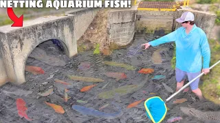 Netting WILD Aquarium Fish in FLOODED SPILLWAY!