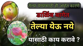 डाळिंब तेल्या येऊ नये यासाठी काय करावे | dalimb telya niyojan | Dalimb telya | Anar Mai Telya |