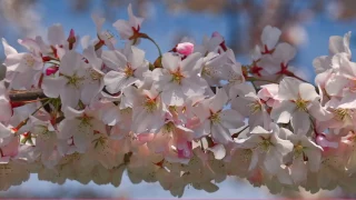 Robin Spielberg - Cherry Blossom