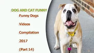 Dog And Cat Funny: Funny Dogs Videos Compilation 2017 Part 14