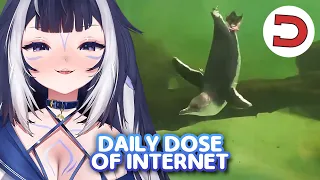 Lily enjoys another Daily Dose of the Internet #2