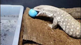 Finding The PERFECT MONITOR LIZARD Toy | African Savannah Monitor