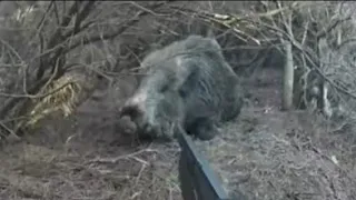 FULL AKSİYON DOMUZ SALDIRISI ! / Wild boar attacking the hunter