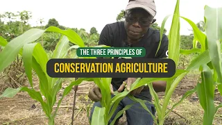 CONSERVATION AGRICULTURE - The Three Principles