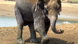 Limping elephant with stiffed leg treated by helpful wildlife rescue team -Part2