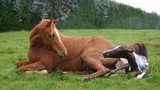 Wild Horse Giving Birth To Cute Calf  Animal Birth