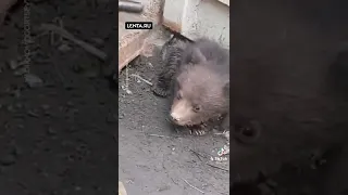 Медвежонок сирота пришёл к людям