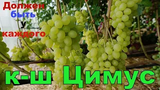 Виноград Беларуси. Ультра ранний кишмиш Цимус .