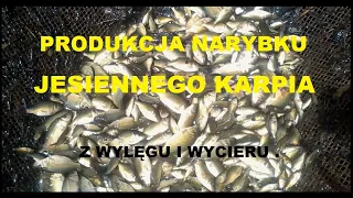 PRODUKCJA NARYBKU JESIENNEGO KARPIA  . Z WYLĘGU I WYCIERU .