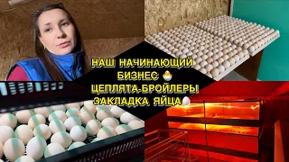 ВЛОГ НАШ БИЗНЕС/ ЦЕПЛЯТА-БРОЙЛЕРЫ🐣ИНКУБАЦИЯ🥚 #бизнес #бройлер #инкубация #подпишись #лайк #vlog