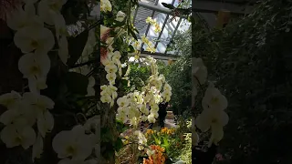 2023 Chicago Botanic Garden Orchid Show: Magnified, March 2023