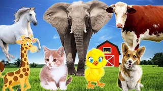 Animal Sounds: Cat, Dog, Elephant, Chicken, Tiger, Monkey, Horse, Bear....