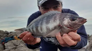 PECHE DORADE à FOND à la BARDE de COQUILLE SAINT JACQUES.Pêche en bord de mer