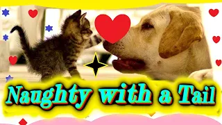 How kittens and puppies turn the ordinary into fun!