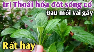 Bài thuốc trị Thoái hóa đốt sống Cổ, đau mỏi vai gáy. PHAN HẢI Channel