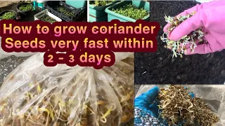 Easy Coriander Seeds Germination/How to Grow Coriander/Dhaniya Seeds Fast Within 2-3 days in a pot