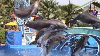 Dolphin Days (Full Show) at SeaWorld San Diego 6/20/16