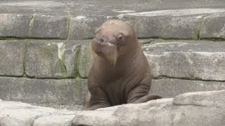 CUTE! First ever walrus pup born in German zoo makes its debut