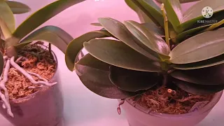 Полив орхидей в двойных горшках. Когда и сколько наливаю воды?