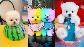 Funny and Cute Dog Pomeranian 😍🐶| Funny Puppy Videos #201