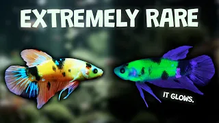 ONLY 1 EXISTS - World's RAREST GLOWING Betta Found! Believe it or Not!