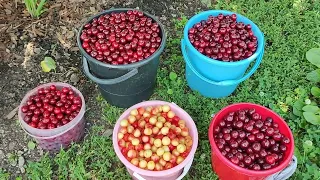 Секреты огромных урожаев вишни и черешни.  Агротехника выращивания