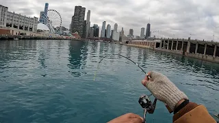 Perch Fishing at Navy Pier in Downtown Chicago (The JUMBOS Are In!)