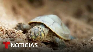 Ellos protegen a las tortugas de río en Bolivia | Noticias Telemundo