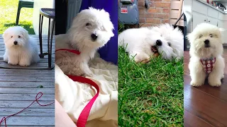 Cute Coton De Tulear Video Compilation | Cute Puppy Video Compilation