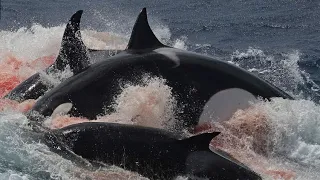 Why DON'T Orcas ever attack humans?