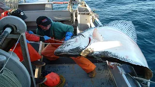 Amazing Fastest Giant Halibut Fishing longline on the sea - Halibut Fillet Processing Skills