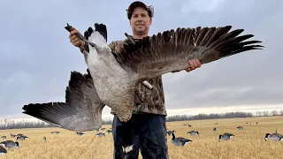 MONSTER Canada Geese in Northern Alberta!