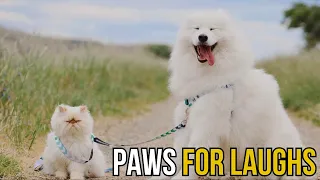 Watch and Laugh: The Funniest Animal Moment You Won't Believe!