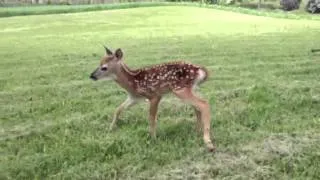 Baby deer squeaks