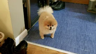 How a mini pomeranian meets the owner and goes for a walk