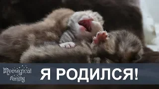 RU: Newborn kittens - looking after, feeding, DISEASES and conditions