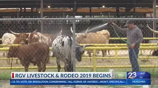Livestock Show and Rodeo Begins