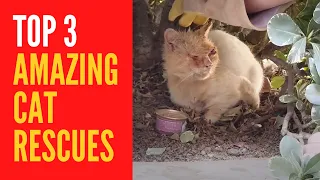 Amazing Top 3 Cat Rescue Video Compilation