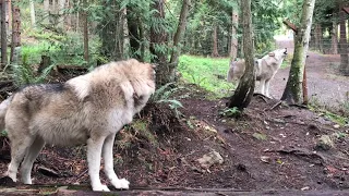 Wolves Howling